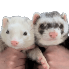 Sticker of ferret friends