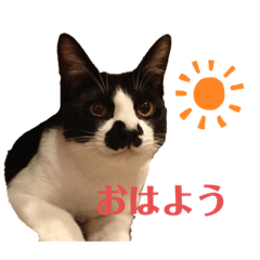 cute_chobi