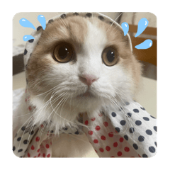 asako_20230120133923