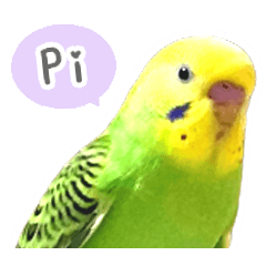 Parakeet Sticker01