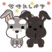 solpe&black friendly schnauzer