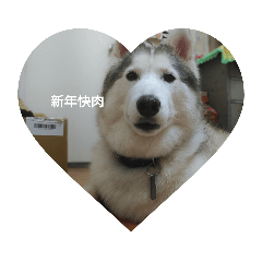 新年快樂的毛小孩