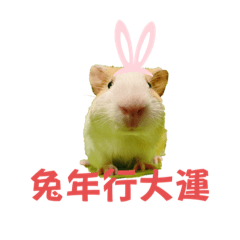 土豆車車的日常