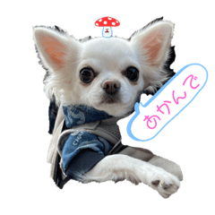 Dog chihuahua White Japanese 7