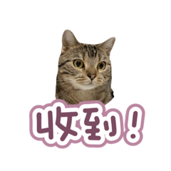 愛貓們