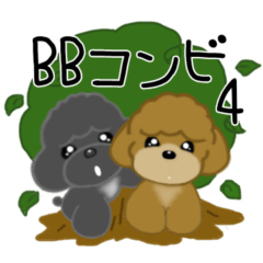 BB Toy poodle 4
