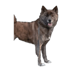 我が黒い顔の犬の日常