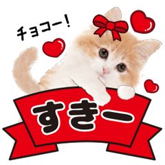 Cute cats Convey your love
