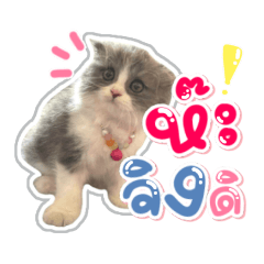 เหมียวFuji