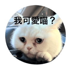 我滴嗝喵