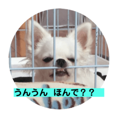 Dog chihuahua White Japanese 6