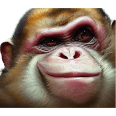 David_monke