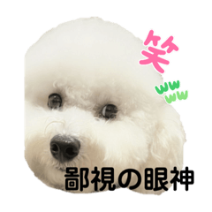 JOJO長大了
