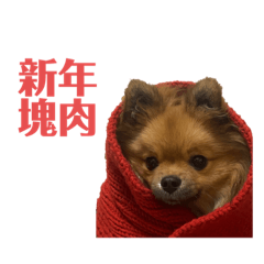 我家有隻波波狗