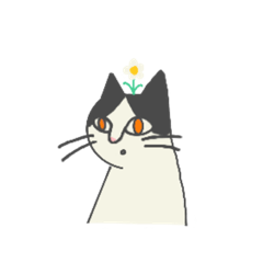 Expressive tuxedo cat