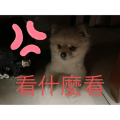 呆呆的狗狗ʕ •ᴥ•ʔ