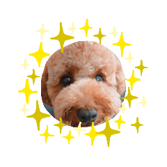 maple_toy poodle