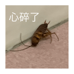 心碎小可愛
