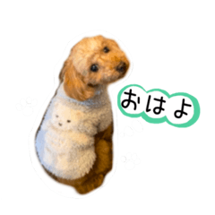 chocomint_20230122173329