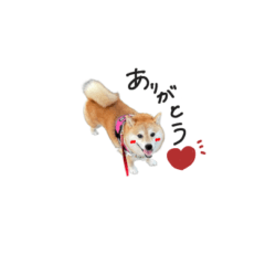 Shibainu rinchan part wan!!