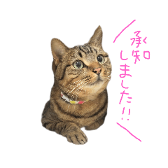 nyanko_20230122212713