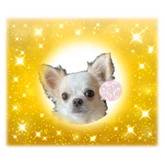 Wanwan shugar_20230123015851