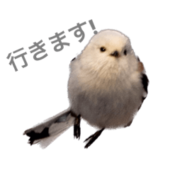 北海道野鳥小動物by myphoto 1