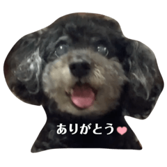 Black poodle Rin!