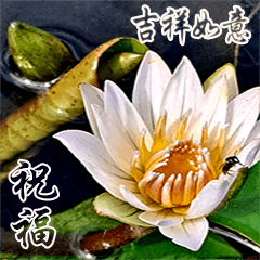 Lotus Flower. (11CTWJ15) Big Stickers