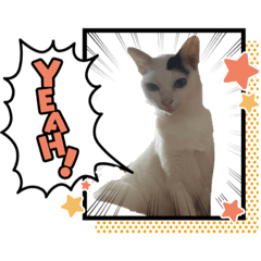 Ma Meaw Ma Meaw