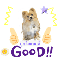 Mydog_20230123193112