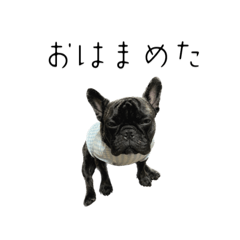 フレブルバニラファミリー⑤イケ犬のまめた