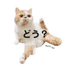 SHIMIZ_20230123221632