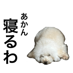 HaChi_20230123221327