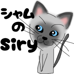 Siamese cat Siry