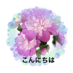 momoko_20230124010818