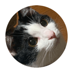 mochi_20230124134428