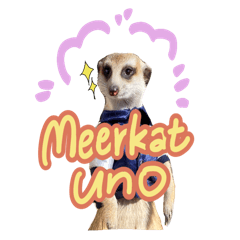 Meerkat uno