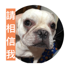 FRENCHBULLDOG-wu-3