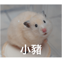 可愛小pui 3