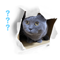 Chartreux parang