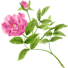 366 birth flower June