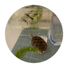turtlelife101