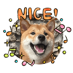 Shiba_Pidan Daily stickers 1