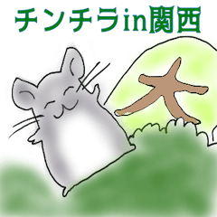 chinchilla in Kansai