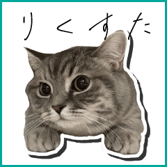 Riku Sticker 1 _cat