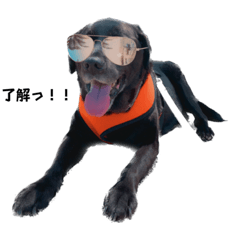 black labrador retriever LUCK