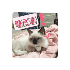 小貓兒的日常生活