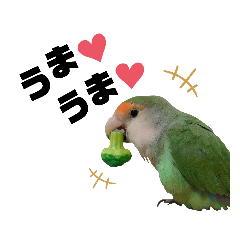 Lovebird NAZU_20230125222613