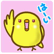 Everyday! Chubby Yellow Budgie